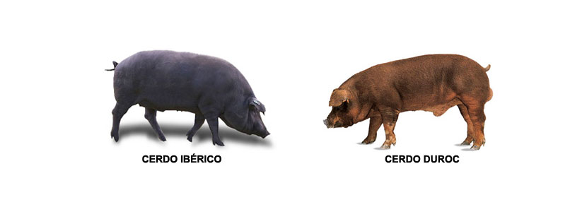 cerdo-iberico-cerdo-duroc